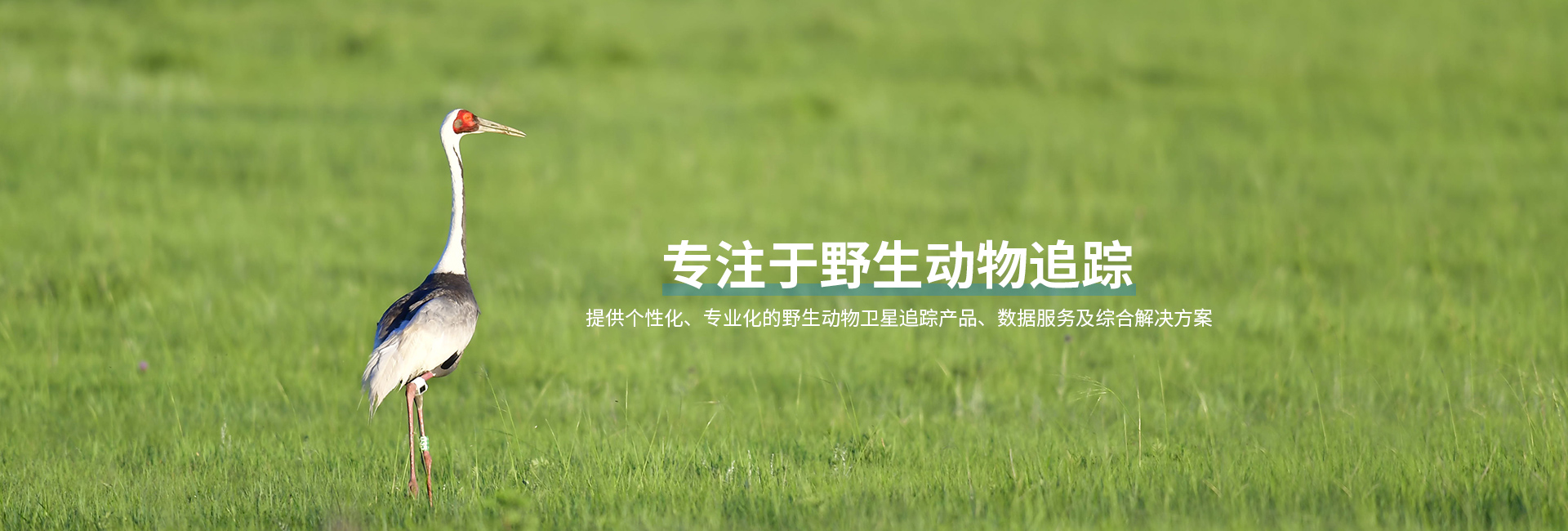 Z6人生就是博_湖南野活泼物追踪|湖南卫星追踪器 Z6人生就是博_湖南野活泼物追踪|湖南卫星追踪器