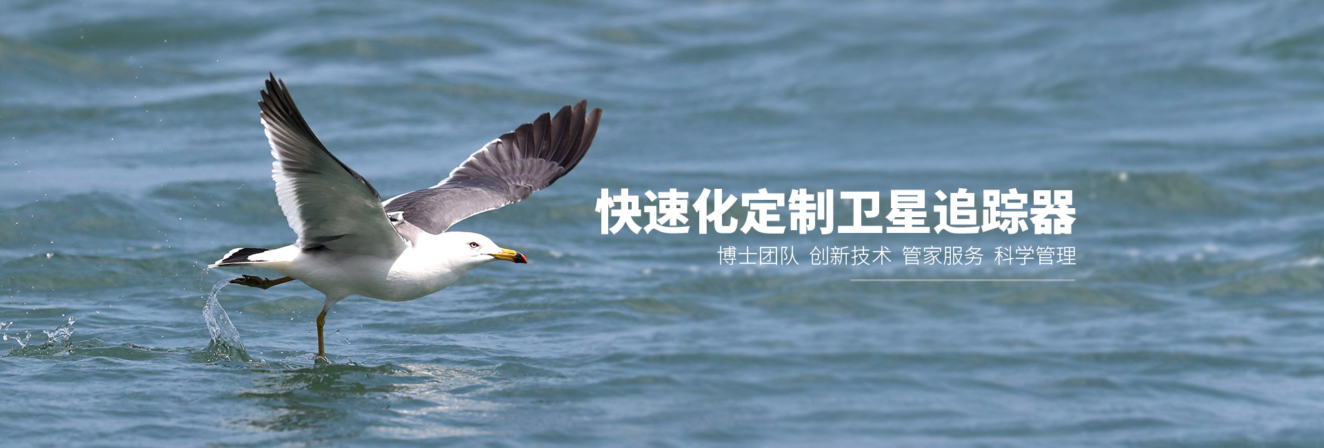 Z6人生就是博_湖南野活泼物追踪|湖南卫星追踪器 Z6人生就是博_湖南野活泼物追踪|湖南卫星追踪器
