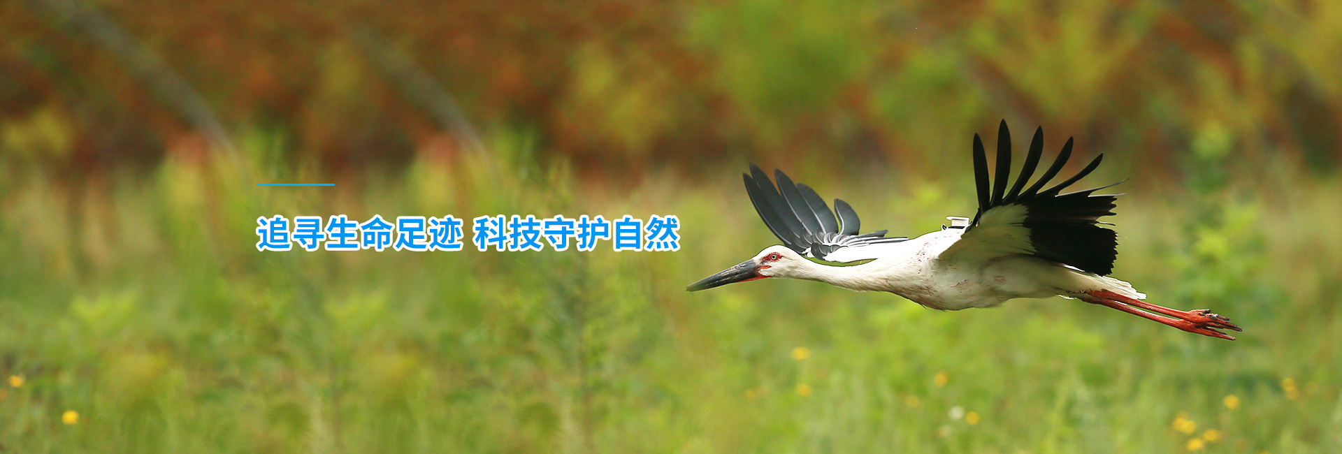 Z6人生就是博_湖南野活泼物追踪|湖南卫星追踪器 Z6人生就是博_湖南野活泼物追踪|湖南卫星追踪器